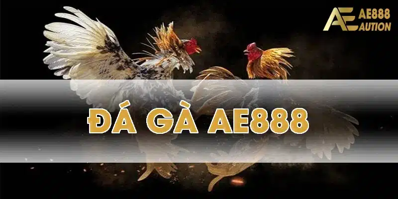 Đá gà trực tuyến tại AE888